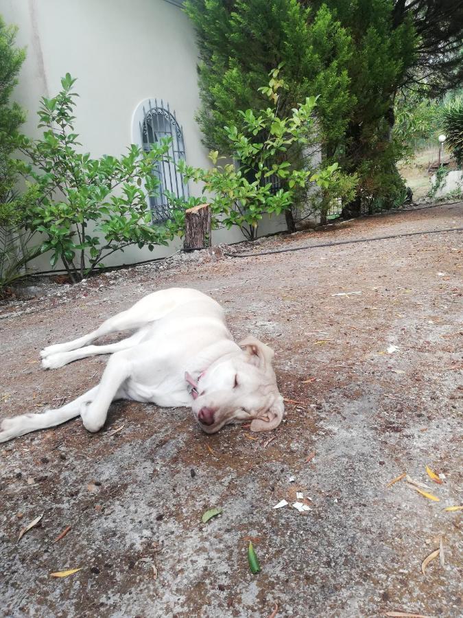 Olea Home Agia Pelagia Chlomou Luaran gambar